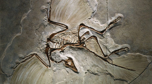 Archaeopteryx Fossil