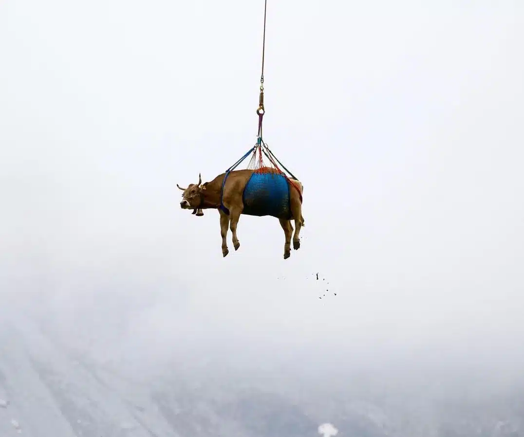 Helicopters Rescue Cattle Near Swiss Village
