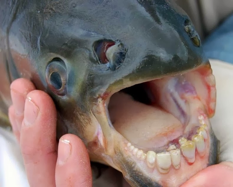 Ancient Armored Fish