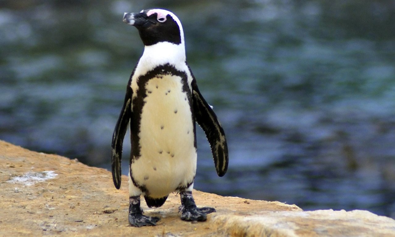 No-Fishing Zones to Protect Penguins