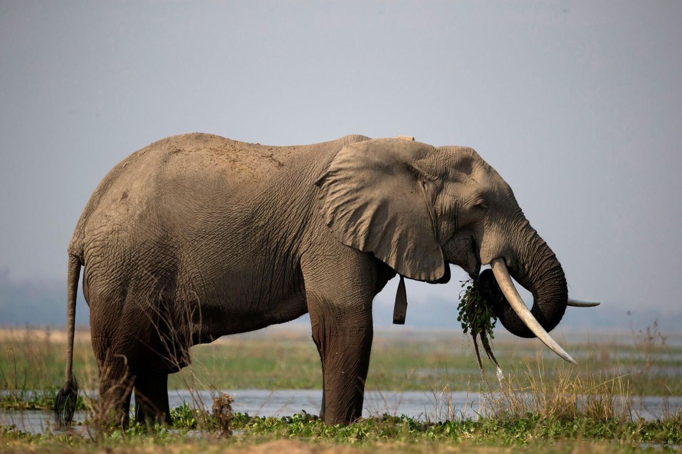 Zimbabwe to Cull Elephants