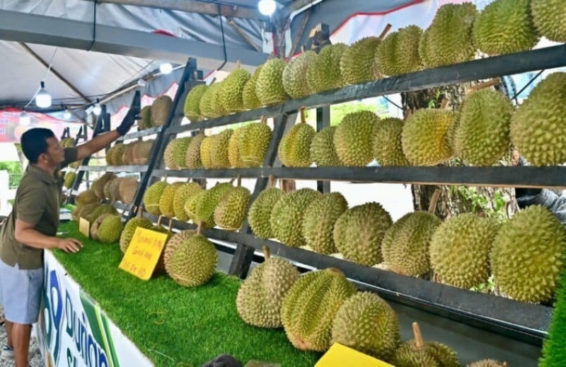 Penang's Fight Against Fake Balik Pulau Durians
