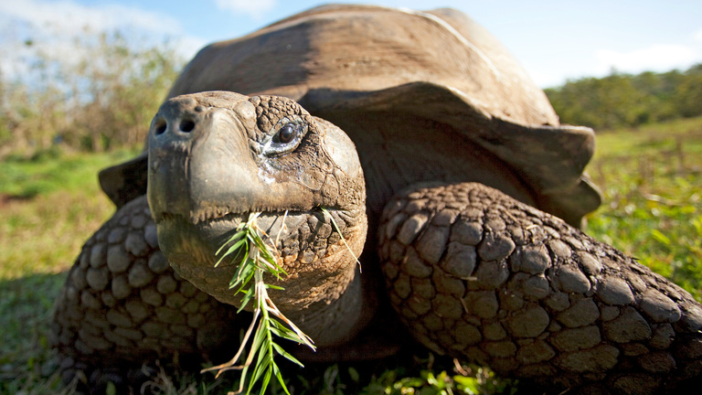 Tortoise Who Escaped to Find a Mate Found