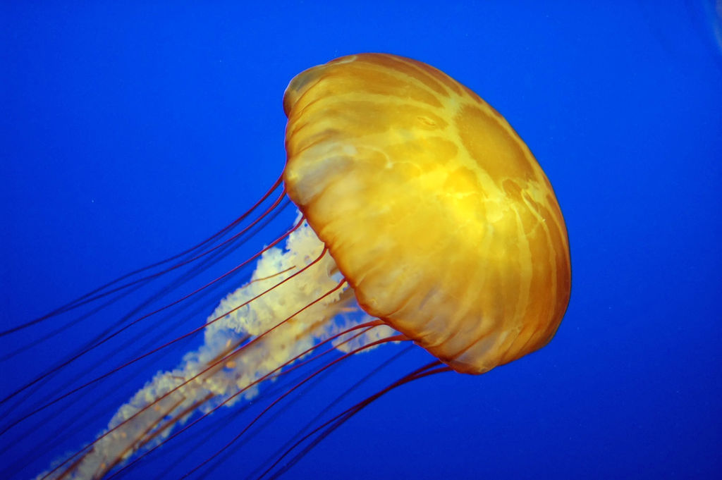 Jellyfish-like Coral Propels