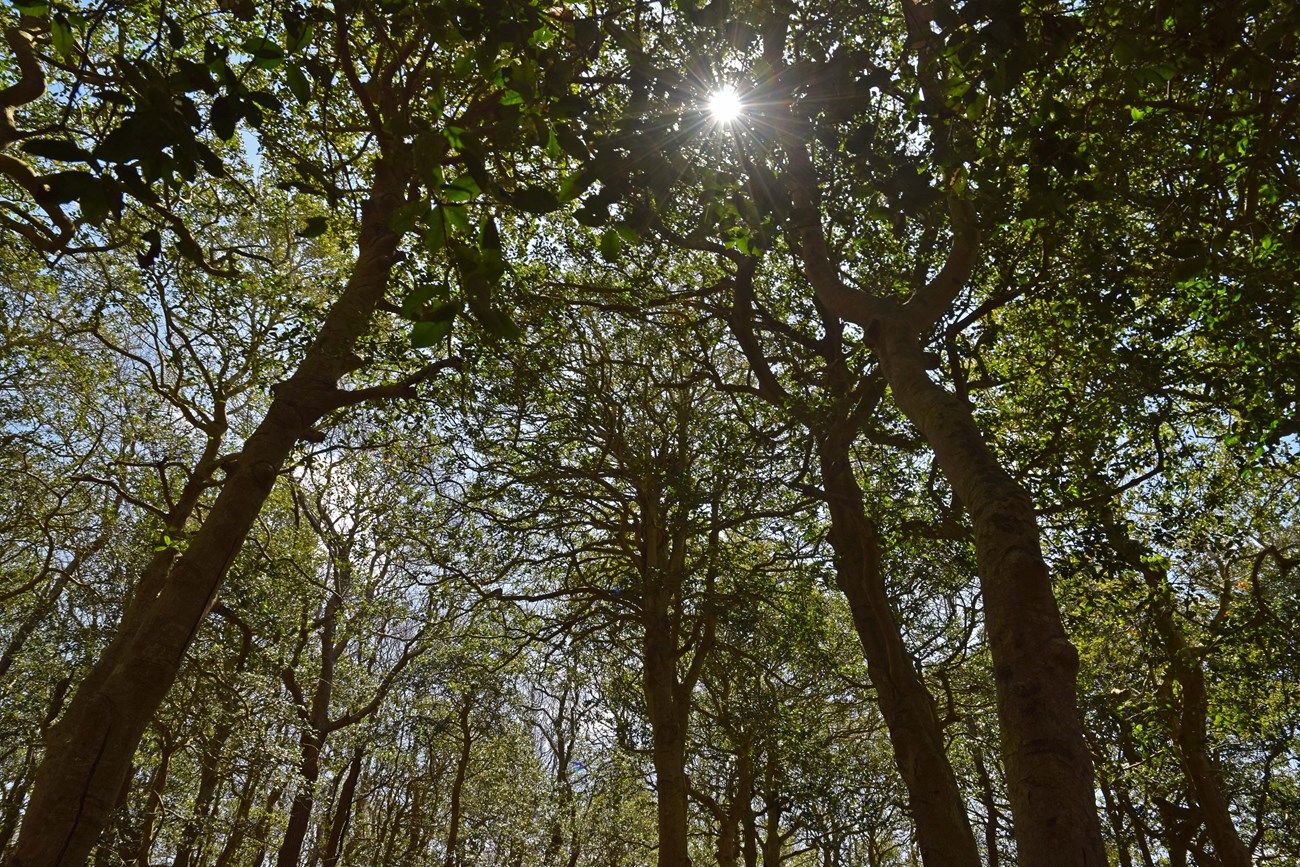 The Sunken Forest Born from an Earthquake