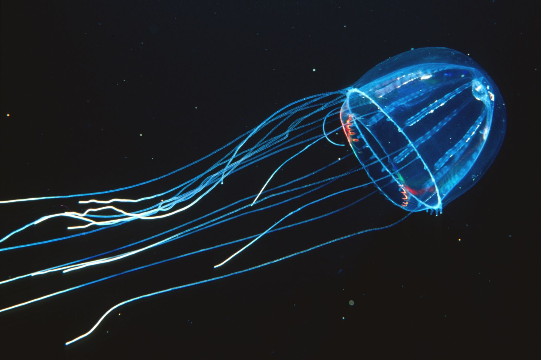 thriller of Marine Bioluminescence