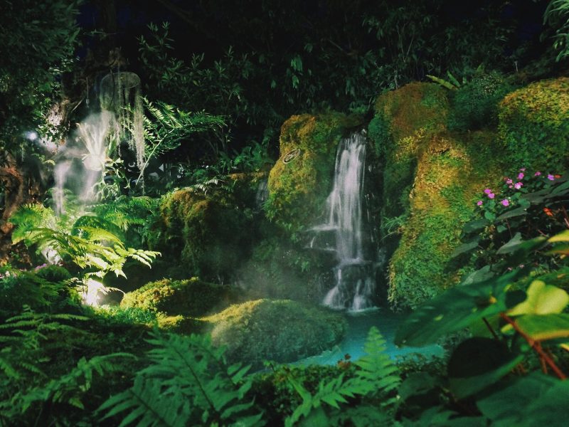 beautiful pictures of Earth's Forests