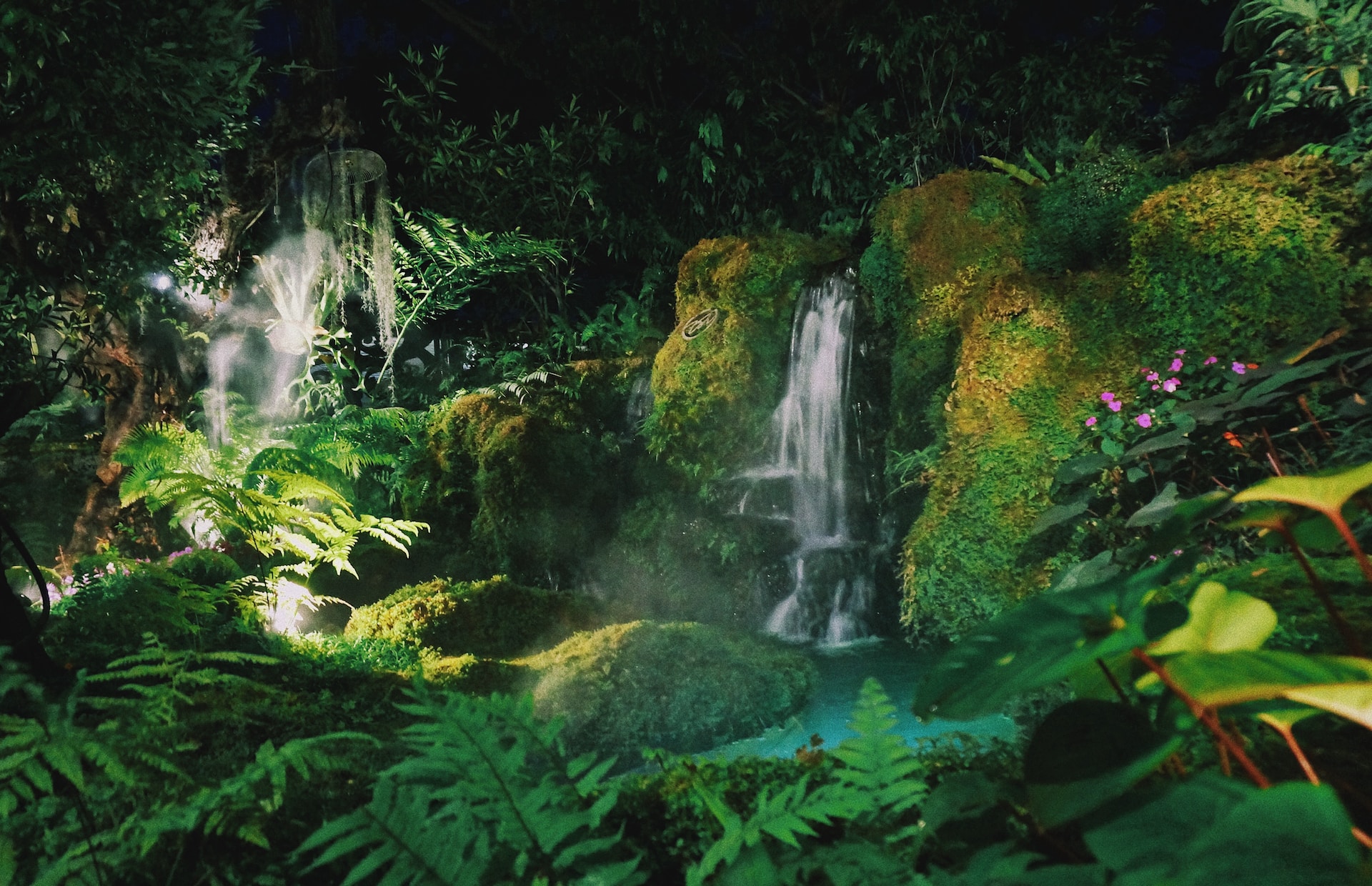 beautiful pictures of Earth's Forests
